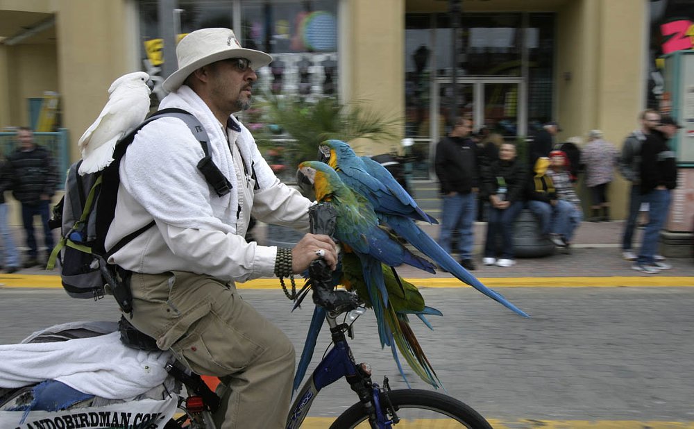 bicyclist with parrots