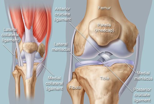 diagram of knee
