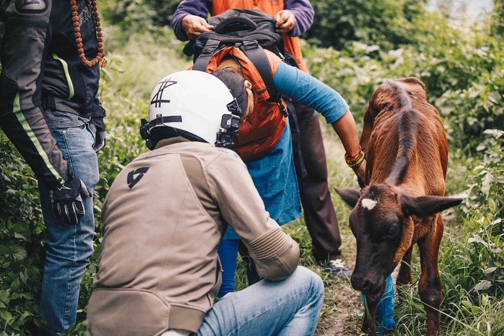 examining an injured calf