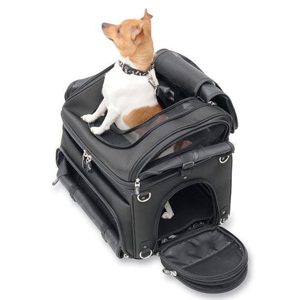 tour-pack-bag-with-dog