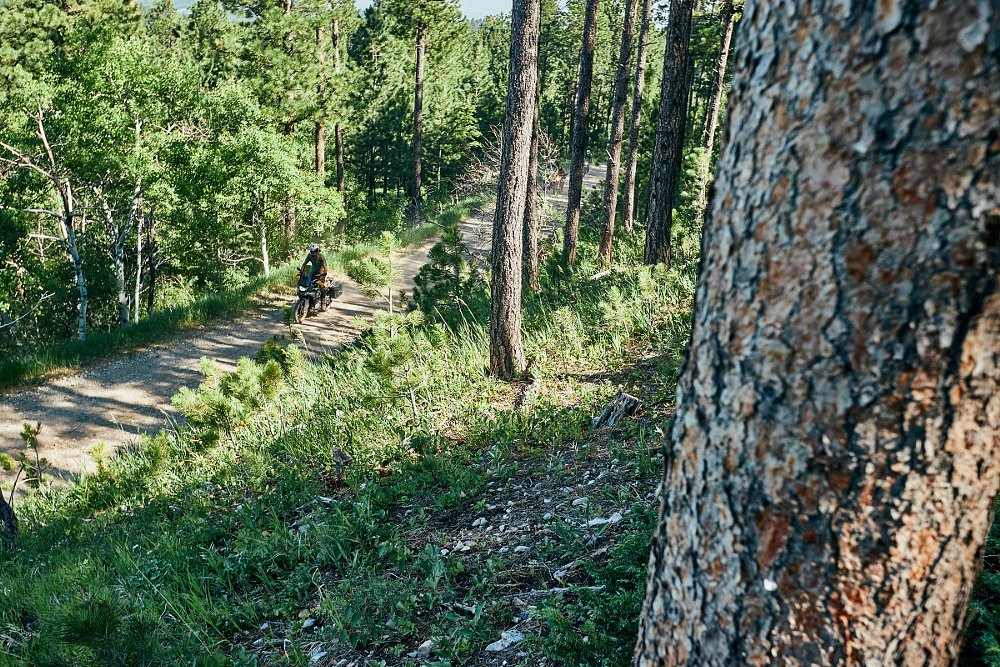 rider on a dirt road through the pine forests of South Dakota