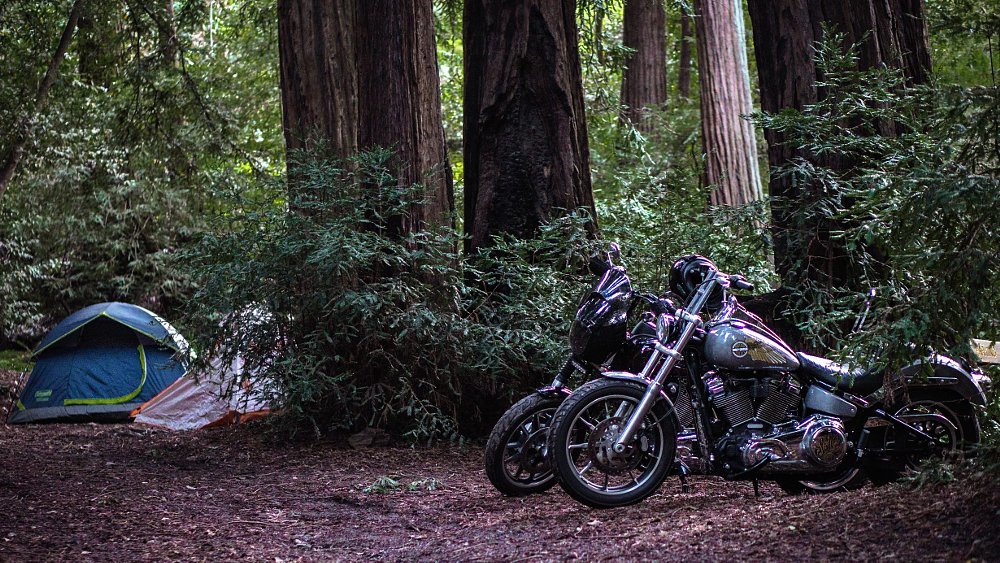 Two tents and two Harley-Davidson Softails pictured in a heavily forested grove.